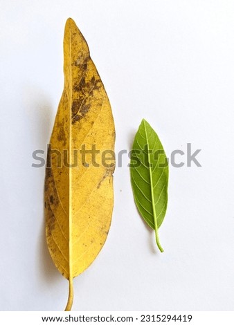 Dried serikaya leaves and green serikaya leaves on a white background