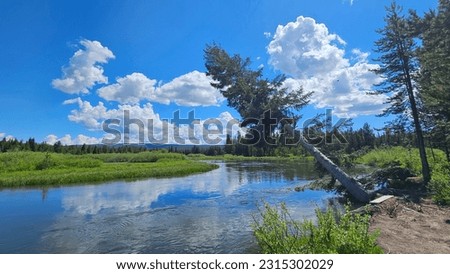 A beautiful river scene enhanced by a leaning lone pine tree.