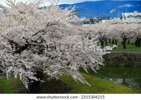 Cherry blossoms in full bloom at Goryokaku Park in Hakodate, Hokkaido, Japan.