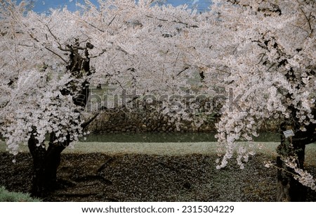 Peach blossoms (sakura) bloom in Goryokaku Castle in Hakodate, Hokkaido, Japan.