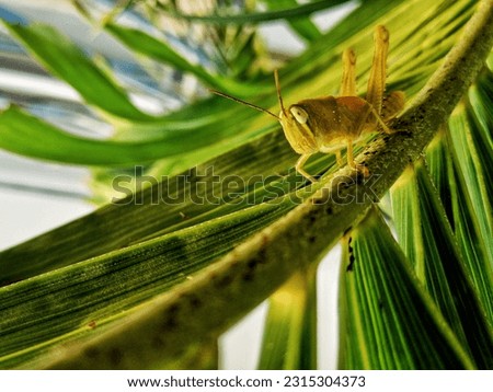 Macro photography of grasshoppers that have not yet had wings foraging for green leaves around bushes and wildflowers
