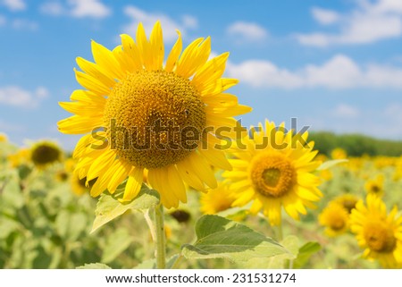 Nature Landscape With Yellow Sunflower field Royalty-Free Stock Photo #231531274