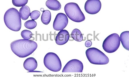 Potato starch grains under microscope. Stained by lugol. 1000x magnification Royalty-Free Stock Photo #2315315169