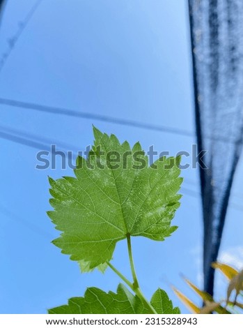 a small green grape leaf