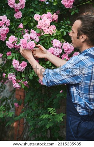Handsome male gardener, landscaper, horticulturist, floriculturist cutting faded roses while tending the blooming bush, standing in the backyard of a mansion in summer. Exterior design. Landscaping Royalty-Free Stock Photo #2315335985