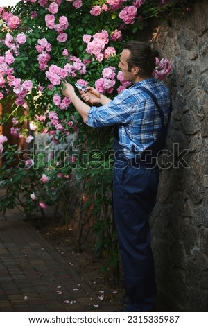 Full length portrait of professional male gardener floriculturist, horticulturist in blue uniform, cutting faded roses on a blooming bush, tending plants in the courtyard of mansion. House maintenance Royalty-Free Stock Photo #2315335987