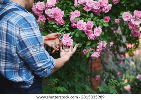 Selective focus on hands of a male gardener, landscaper, horticulturist, floriculturist cutting faded roses while tending the blooming bush, standing in the backyard of a mansion in summer. Close-up Royalty-Free Stock Photo #2315335989