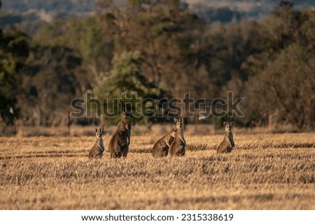 mob of kangaroos in the field