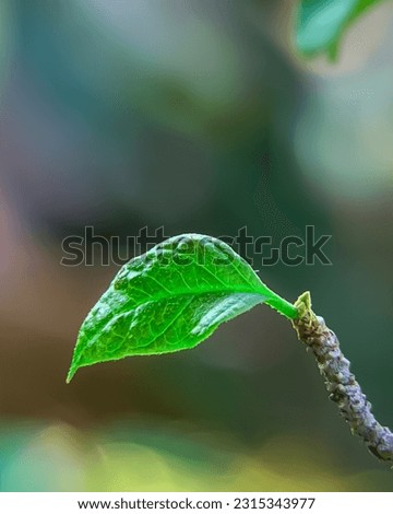 Close up view of a young leaf