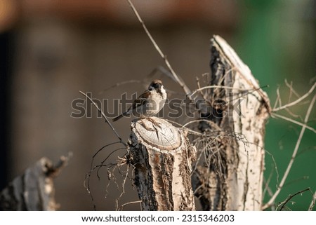 Serbian sparrow house stock photo