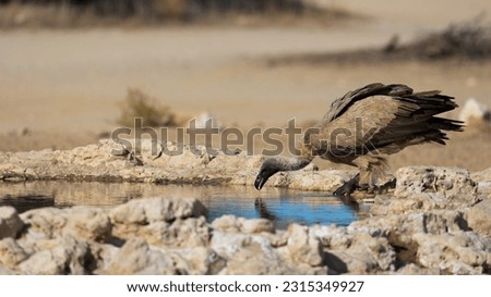 a white backed vulture drinking water