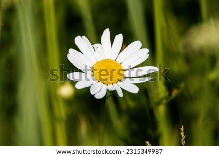 close up of a single flower Oxeye Daisy (leucanthemum vulgare) wildflower Royalty-Free Stock Photo #2315349987