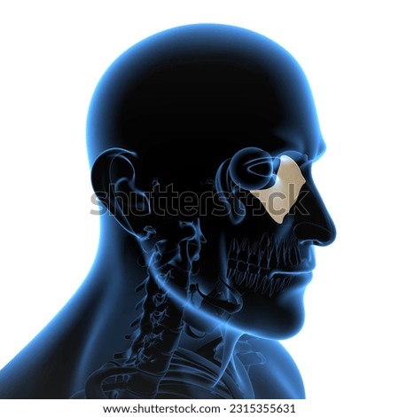 human skull ethmoid perpendicular plate bones anatomy 3d illustration