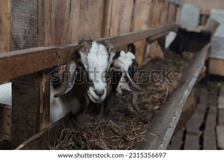 Goats on the farm that will be sold as sacrificial animals for the celebration of Eid al-Adha