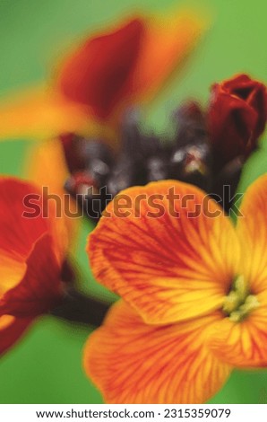 A juicy orange-burgundy flowers in a macro photo