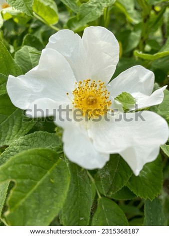 White rosa arvensis flower in the garden Royalty-Free Stock Photo #2315368187