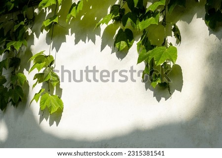 leaves with its shadow on the wall