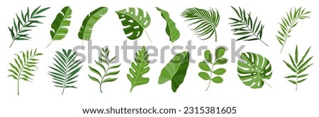 Tropical leaves vector set. Monstera, palm leaf, coconut leaf, banana leaf, monstera, botanical and jungle leaves design for nature background, summer banner, wallpaper, pattern and prints.