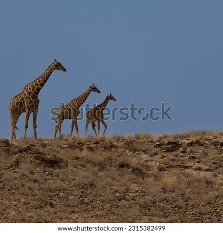 giraffes on top of a dune