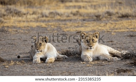 two lion cubs in golden light close up