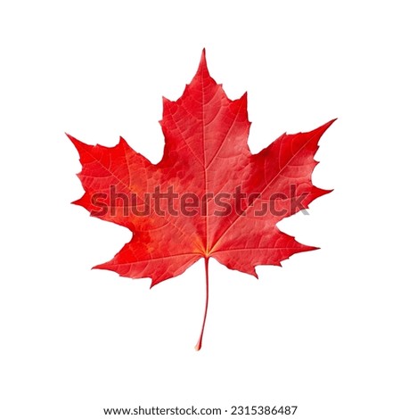 Red maple leaf isolated on white background Royalty-Free Stock Photo #2315386487
