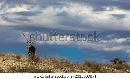 a gemsbuck on the ridge with a cloudy background