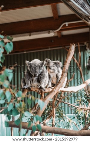 Koalas over at the Featherdale Wildlife Park