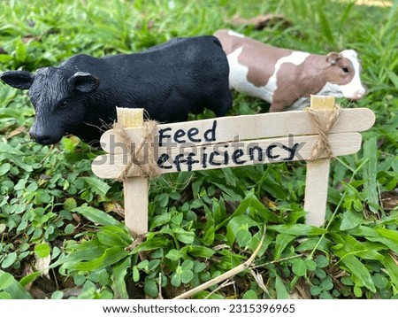 Maximize Feed Efficiency: A Powerful Photo Showcasing the Importance of Feed Efficiency in Dairy and Feedlot Industry. Ideal for Brochures, Slides, and Ads Promoting Feed Efficiency Products.  Royalty-Free Stock Photo #2315396965