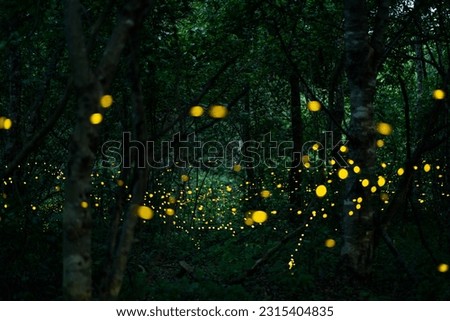 Firefly lightning bug in the rainforest in nighttime, beautiful night in rainy season. yellow light bokeh