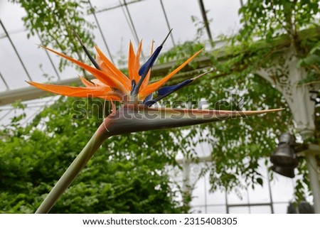 Strelitzia reginae (Bird of Paradise) Flowers in a tropical greenhouse. 