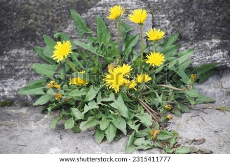 Yellow dandelion flowers, outside near the stairs, medicinal plants Royalty-Free Stock Photo #2315411777