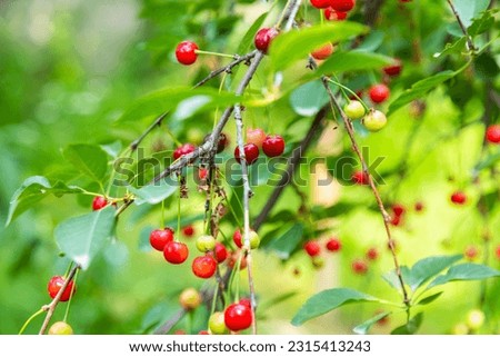 Closeup of ripe Bing Cherries hanging from a cherry tree branch Royalty-Free Stock Photo #2315413243