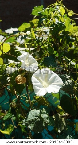 Thunbergia flowers are white.  is a vine that usually grows on the fence of the house