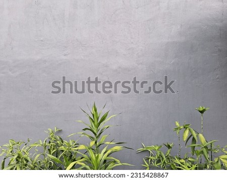 Grey background with green plant below