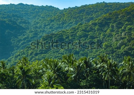 Landscape picture of hill and coconut garden