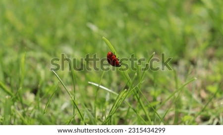Picture of Ladybug on grass