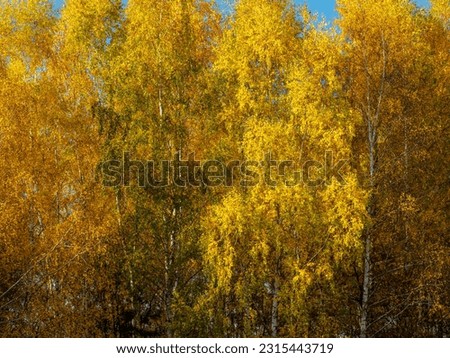 View of autumn birch grove. Trees covered with yellow leaves.