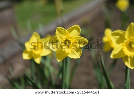 Narcissus: daffodil King Alfred grows and blooms in the garden in spring Royalty-Free Stock Photo #2315444161