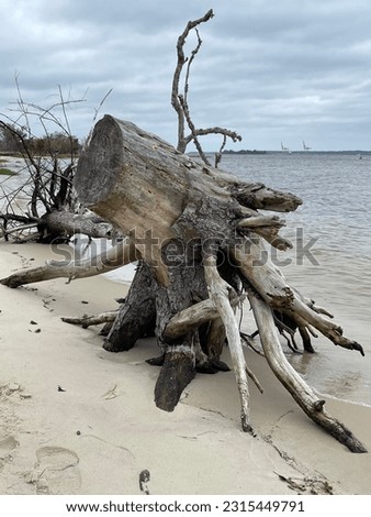 Large driftwood on the beach on a cloudy day