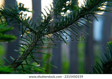 Siberian spruce after the rain.Needles close-up.Macro photography.