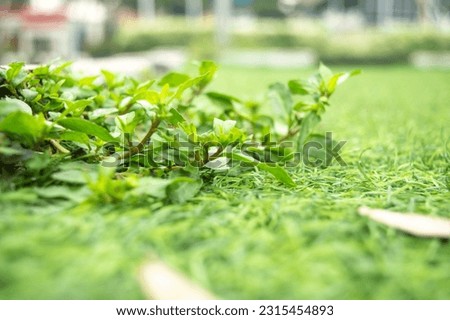 a foto flower and green plant with hight quality