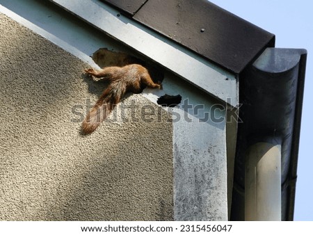 Unusual, Red squirrel or Eurasian red squirrel nests on a broken house wall. (Sciurus vulgaris) Sciuridae family. Hanover-Stöcken, Germany