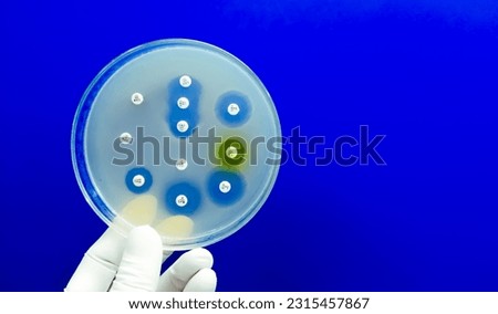 Antimicrobial susceptibility testing in petri dish. Antibiotic resistance of bacteria Royalty-Free Stock Photo #2315457867