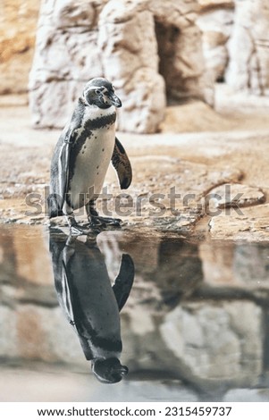 Penguin in a zoo. Standing near water. View with reflection. Animals concept . High quality photo