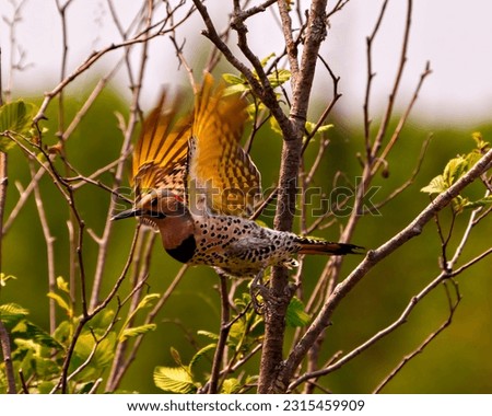 Northern Flicker male flying with spread wings with a forest  background in its environment and habitat surrounding. Flicker Picture. Portrait.
