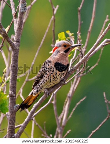 Northern Flicker male front view close-up perched on a branch with green blur background in its environment and habitat surrounding during bird mating season. Flicker Picture. Portrait.