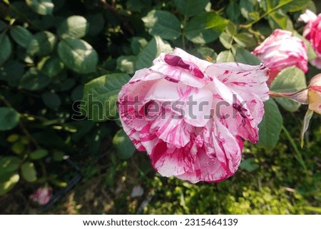 Beautiful Rose in Jungnang Rose Park, Seoul
