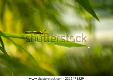 a close picture grasshoppers with beautiful morning vibes