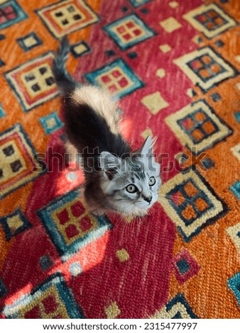 Vibrant photo of  silver tabby Siberian playing on Bohemian rug. 