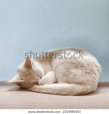 Sleepy white kitten cat sleep on the wooden desk